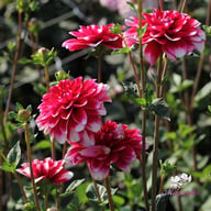 Fiorentina Dahlia Tuber