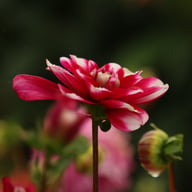 Fiorentina Dahlia Knöl