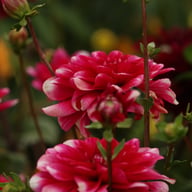 Fiorentina Dahlia Knöl