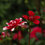 Fiorentina Dahlia Knöl