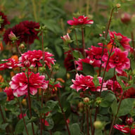 Fiorentina Dahlia Knöl
