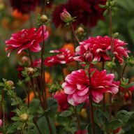 Fiorentina Dahlia Knöl