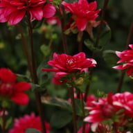 Fiorentina Dahlia Knöl