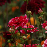 Fiorentina Dahlia Knöl