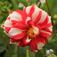 Fire and Ice Dahlia Tuber