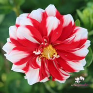 Fire and Ice Dahlia Tuber