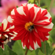 Fire and Ice Dahlia Knöl