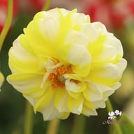 Fire and Ice Lemon Dahlia Tuber