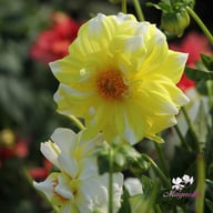 Fire and Ice Lemon Dahlia Tuber