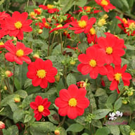 Firebird Dahlia Knöl