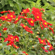 Firebird Dahlia Knöl