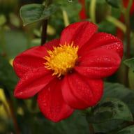 Firebird Dahlia Tuber