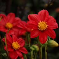 Firebird Dahlia Tuber