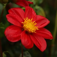 Firebird Dahlia Tuber