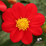 Firebird Dahlia Knöl