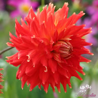 Fired Up Dahlia Knöl