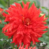 Fired Up Dahlia Knöl