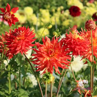 Fired Up Dahlia Knöl