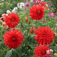 Fired Up Dahlia Knöl