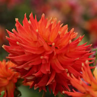 Fired Up Dahlia Knöl