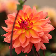 Firepot Dahlia Knöl