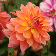 Firepot Dahlia Knöl