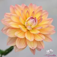 Firepot Dahlia Knöl