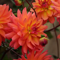 Firepot Dahlia Knöl