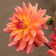 Firepot Dahlia Knöl