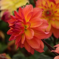 Firepot Dahlia Knöl