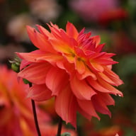 Firepot Dahlia Knöl