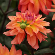 Firepot Dahlia Knöl
