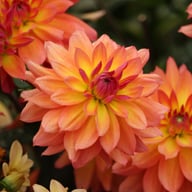 Firepot Dahlia Knöl