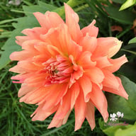 Flamenco Blomstrar (stickling) Dahlia Stickling