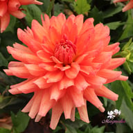 Flamenco Blomstrar (stickling) Dahlia Stickling