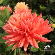 Flamenco Blomstrar (stickling) Dahlia Stickling