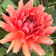 Flamenco Blomstrar (stickling) Dahlia Stickling