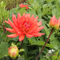 Flamenco Blomstrar (stickling) Dahlia Stickling