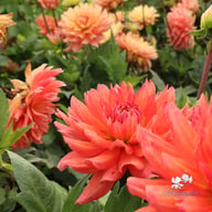 Flamenco Blomstrar (stickling) Dahlia Stickling