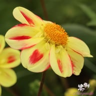 Flaming Emperor Dahlia Tuber