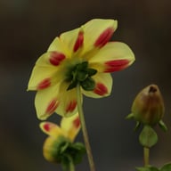 Flaming Emperor Dahlia Knöl