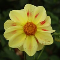 Flaming Emperor Dahlia Knöl