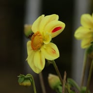 Flaming Emperor Dahlia Knöl