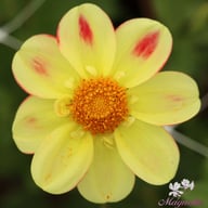 Flaming Emperor Dahlia Tuber