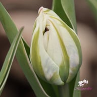 Flash Point Tulip Bulbs