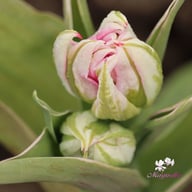 Flash Point Tulip Bulbs