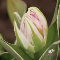 Flash Point Tulip Bulbs