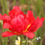 Flash Point Tulip Bulbs
