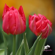 Flash Point Tulip Bulbs