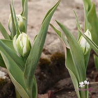 Flash Point Tulip Bulbs
